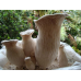 Мицелий Вешенки Чаудинский гриб (Pleurotus nebrodensis)